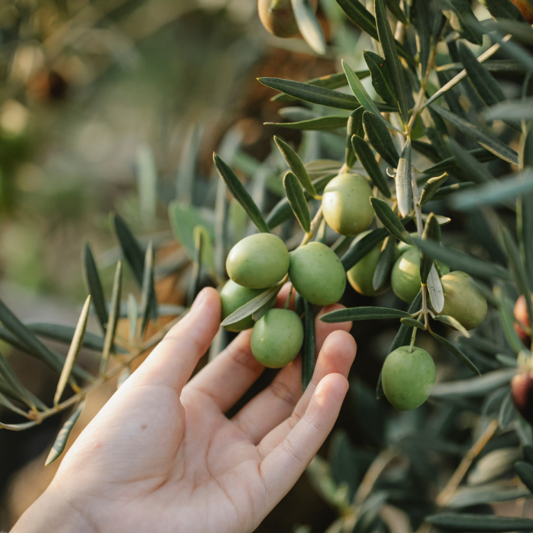 Yakelos High Phenolic Olive Oil?