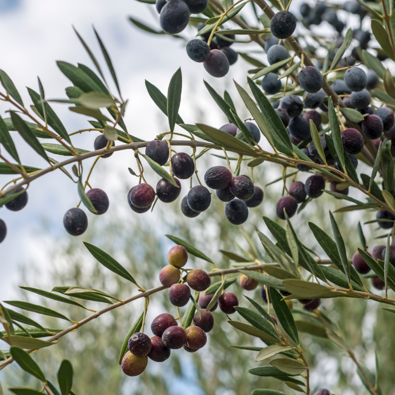 Yakelos The Tunisian Olive Harvest of 2023/2024