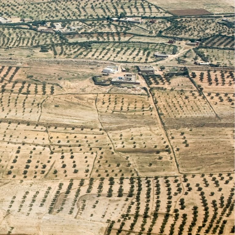 Tunisians and their olive oil