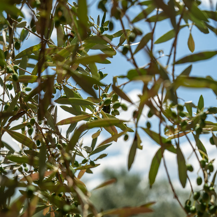 OliveTree-leafs-yakelos