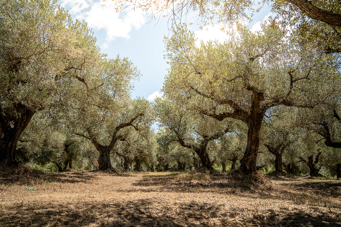 OliveTree-yakelos-garden-4