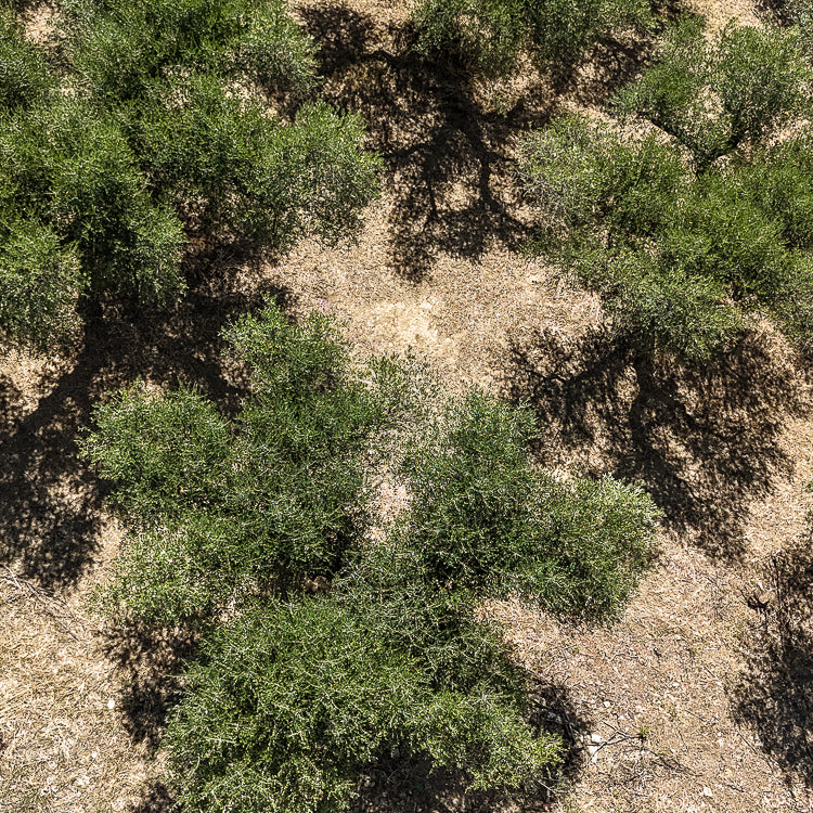 OliveTree-yakelos-garden-Sky