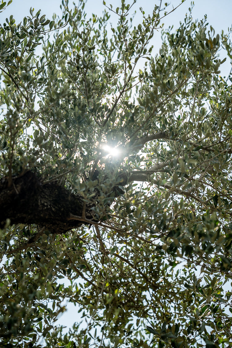 OliveTree-yakelos-leafs