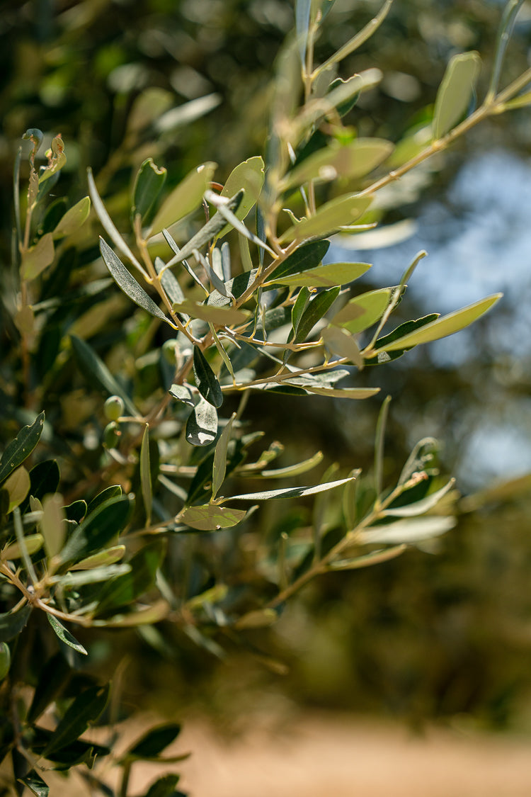 olivebranch-tree-leaf-olives-1
