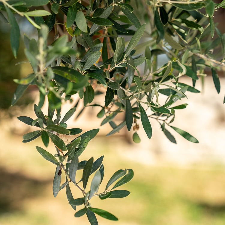 olivebranch-tree-leaf