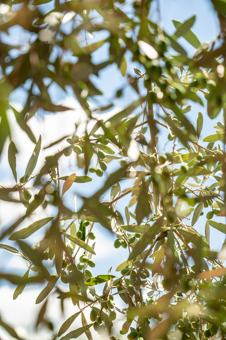 olivebranch=olive-tree-leafs-sunlight