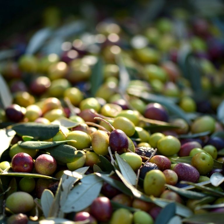 Yakelos Chemlali: Tunisia’s Resilient Olive