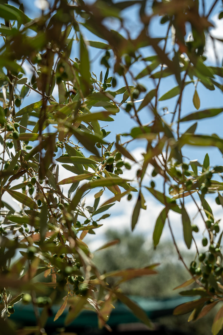 Yakelos How Olive Oil May Help Prevent Bone Loss from Gum Disease
