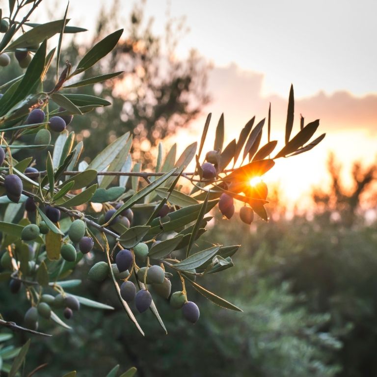 Yakelos European olives at risk due to drought