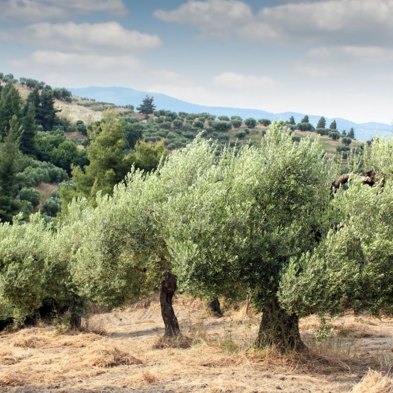 Yakelos The tragedy of Tunisian olive oil