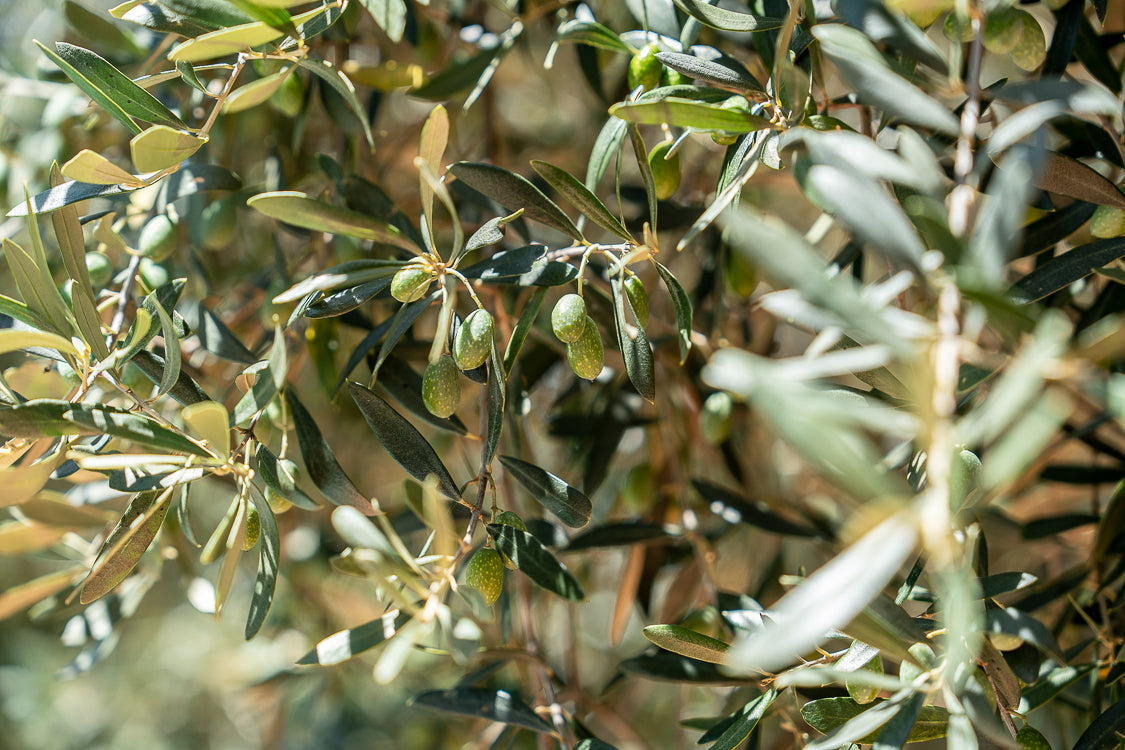 Refined Olive Oil: What Is It and When Should You Use It?