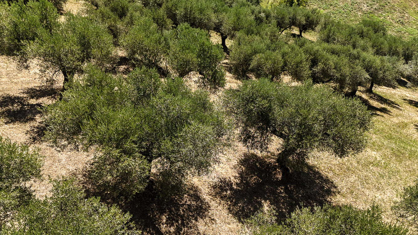 OliveTree-yakelos-garden-Sky-3