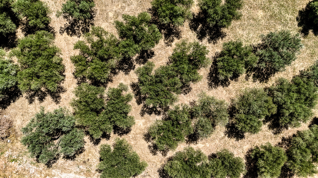 OliveTree-yakelos-garden-Sky