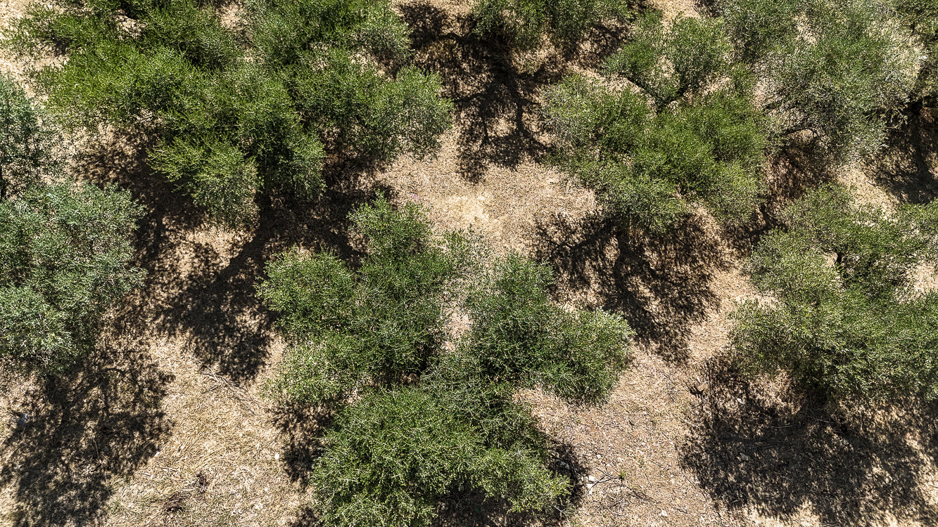 OliveTree-yakelos-garden-Sky