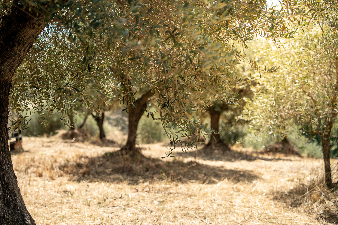 OliveTree-yakelos-garden