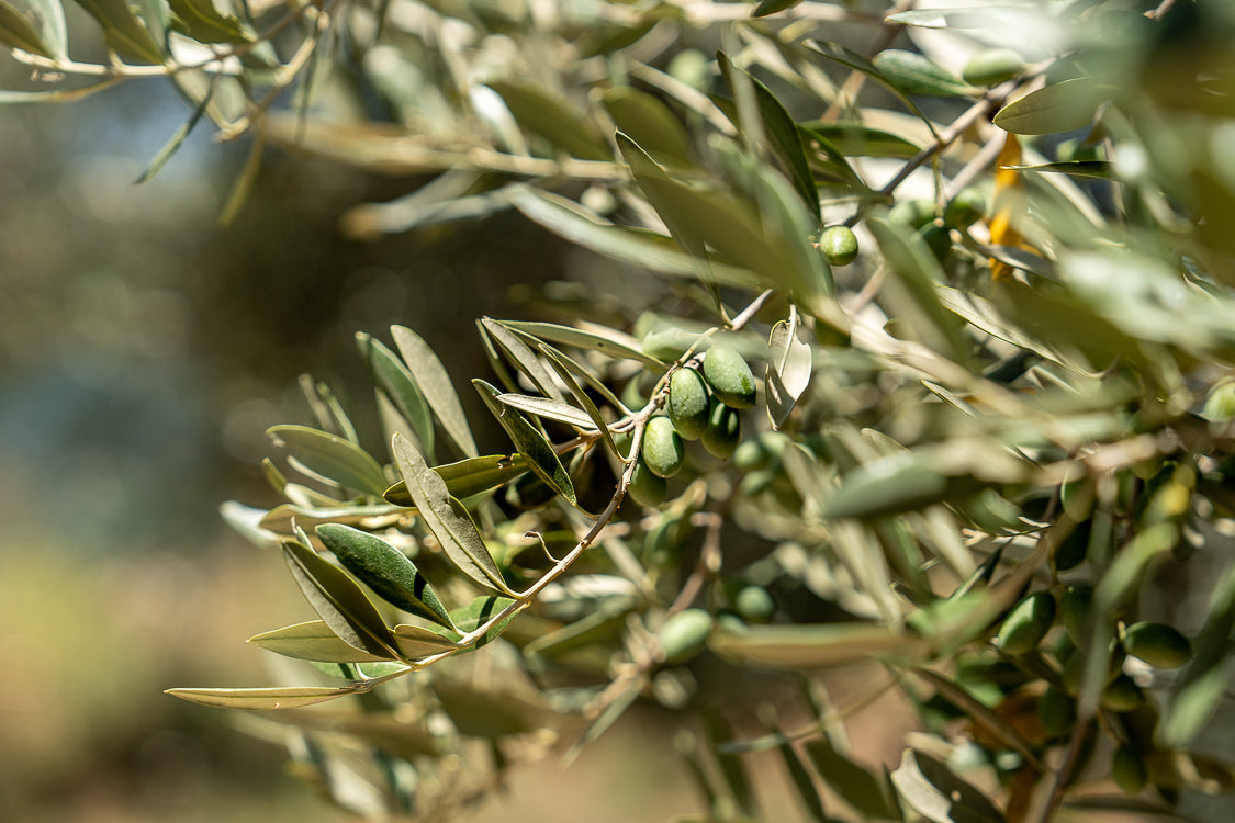 olivebranch-tree-leaf-olives-3